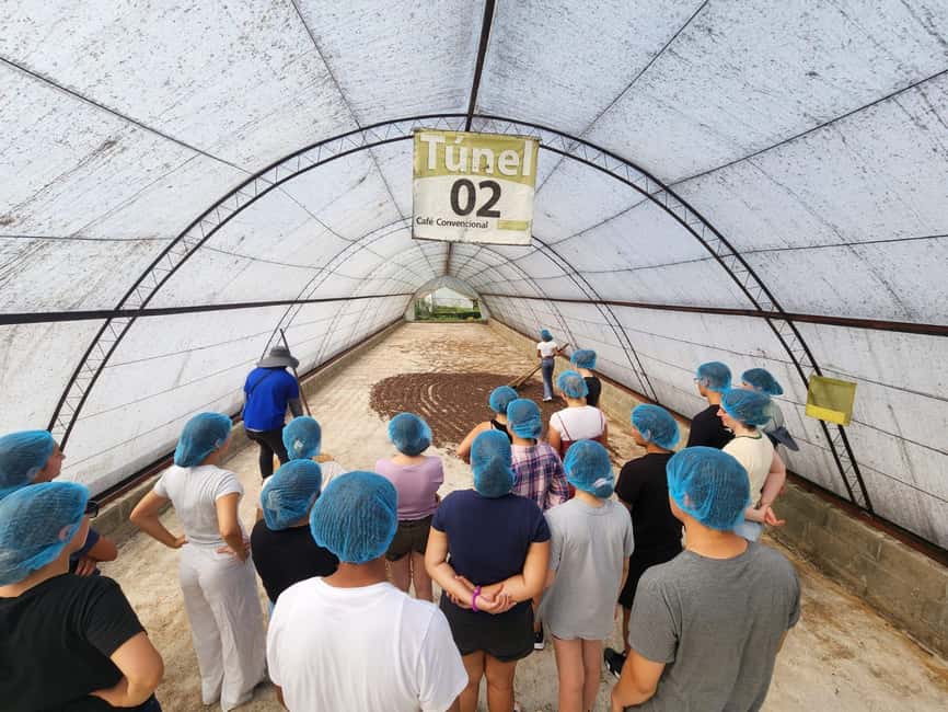 Monte Alto Factory Coffee Tour: Jarabacoa Experience - The guided plantation walk: how the farm side of coffee is explained