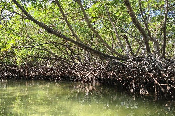 Paradise Island & Mangroves Tour - Who should book this Paradise Island and Mangroves tour