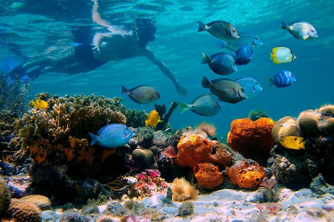 paradise island ( punta rucia) - Snorkeling with included gear and then choosing your own beach pace