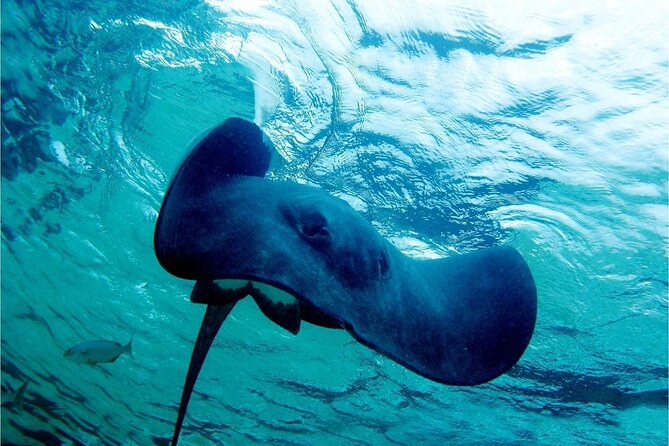 Pirates of the Caribbean Cruise- Snorkel, Sharks & Stingrays - The Pirate-Show Bits: Sword Fights, Stunts, and Onboard Party Energy