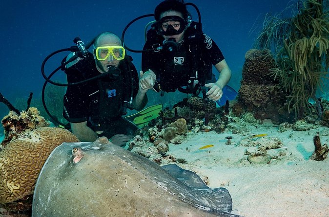 Private Bayahibe 3 Tank Diving with Lunch from Punta Cana - Equipment, guide languages, and the rules that protect your trip
