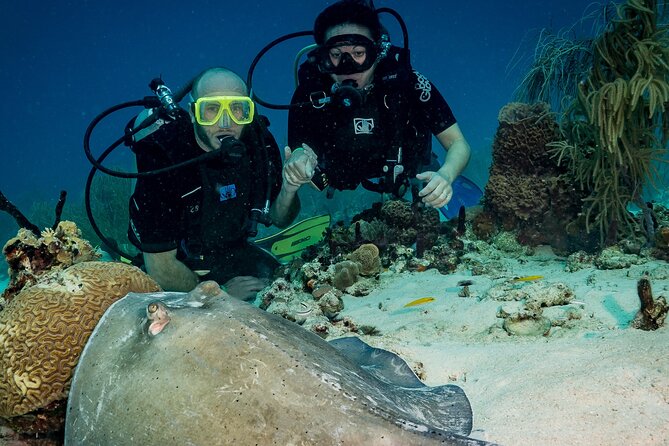 Private Bayahibe 3 Tank Diving with Lunch from Punta Cana - Price and value: what $1,300 per group really buys