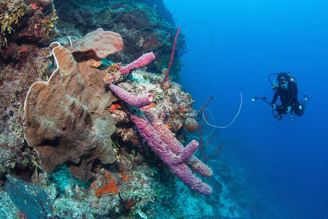 Private Bayahibe 3 Tank Diving with Lunch from Punta Cana - My take: should you book this Bayahibe 3-tank private day?