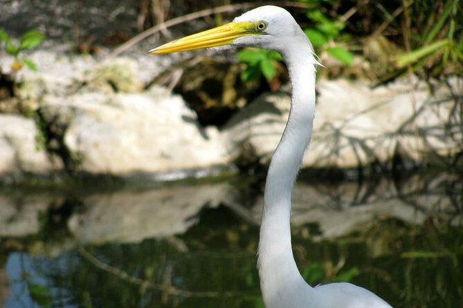 Private Boat Nature Tour of Limón Beach and Lagoon - Limón Lagoon by Boat: Why This Route Feels Less Touristy
