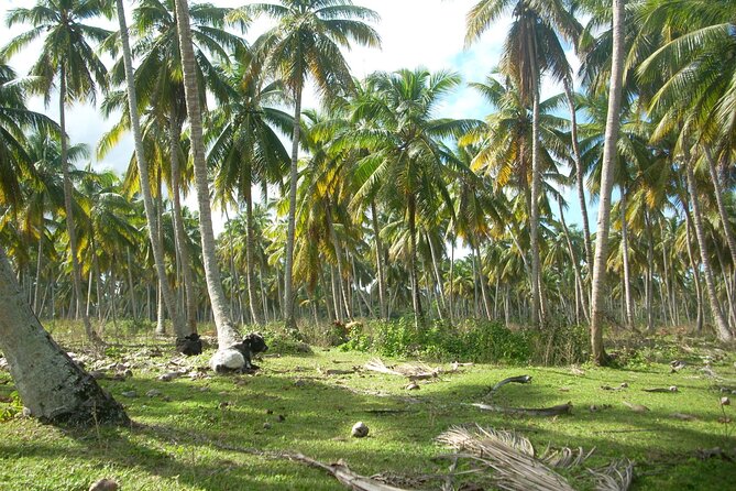 Private Boat Nature Tour of Limón Beach and Lagoon - Price and Value: Is $290 Worth It?