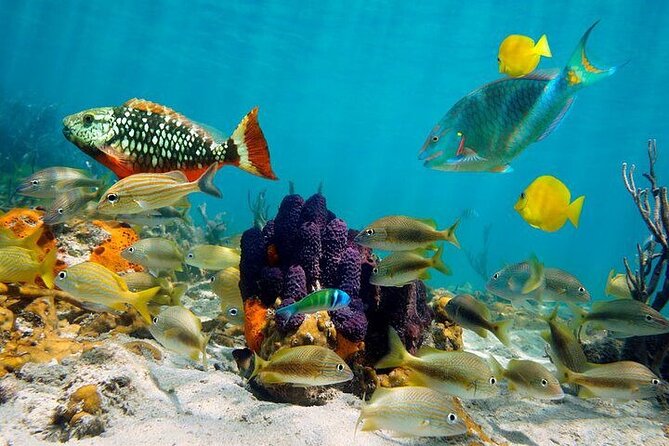 Private Party Boat with Snorkeling in Playa Bibijagua - Personalized onboard music: small detail, big effect