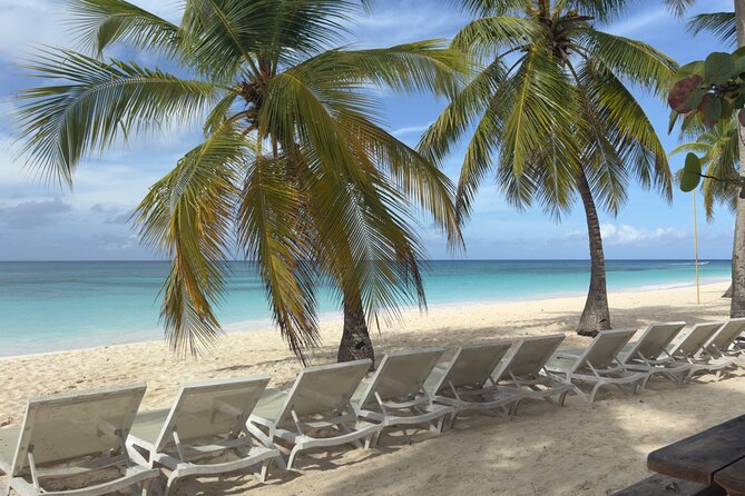 PRIVATE VIP tour Saona Island with Snorkeling, Starfish, Turtles - Mangroves and Sea Turtles: Wildlife You Can Actually Spot
