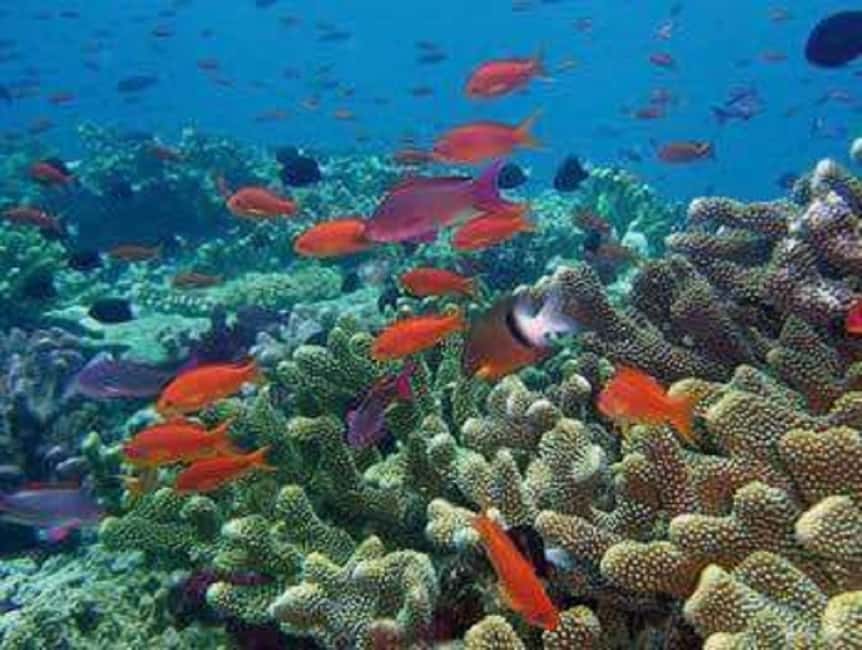 Puerto Plata: Cayo Arena Tour with Snorkeling and Mangroves - Drinks and break time on the sandbar: staying comfortable