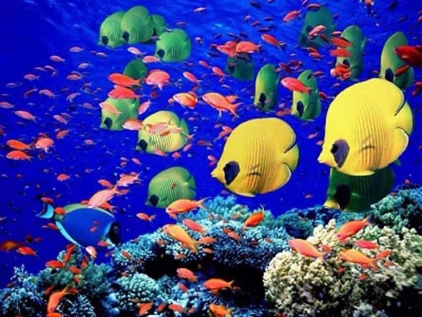 Puerto Plata: Cayo Arena Tour with Snorkeling and Mangroves - Mangrove canals cruise: the protected-water contrast