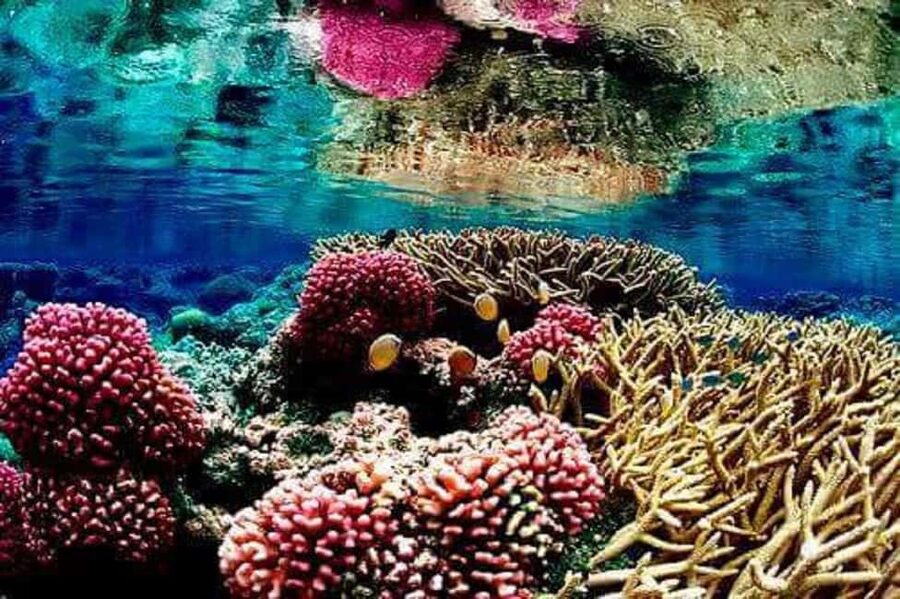 Puerto Plata: Cayo Arena Tour with Snorkeling and Mangroves - Buffet lunch on the way back: Dominican flavors, no extra planning