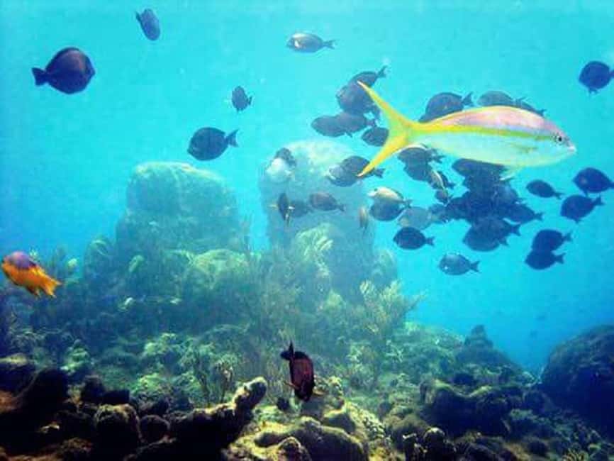Puerto Plata: Cayo Arena Tour with Snorkeling and Mangroves - Price and value: is $95 really a good deal?