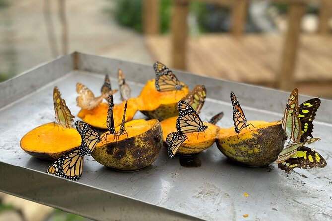 Puerto Plata City Tour with Butterfly Garden - Quick highlights before you go