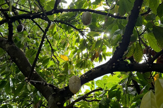 Puerto Plata City Tour with Butterfly Garden - Value check: is $52 a good deal for this mix?