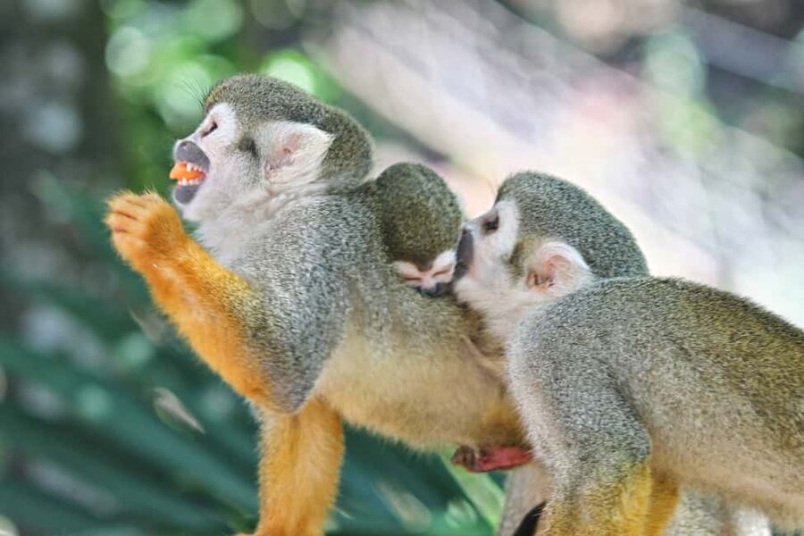 Puerto Plata: Monkeyland and Zip-Line Adventure - Price and Value: Is $90 Worth a Zip Line Plus Monkeyland?