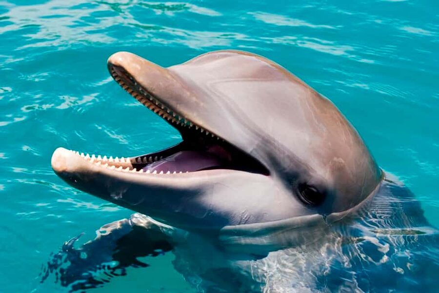 Puerto Plata: Ocean World Adventure Park Day Pass - Ocean World Puerto Plata: What the Day Pass Really Includes