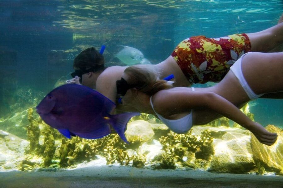 Puerto Plata: Ocean World Adventure Park Day Pass - Pirate’s Pool and Dolphin Beach: Built-In Downtime That Actually Helps