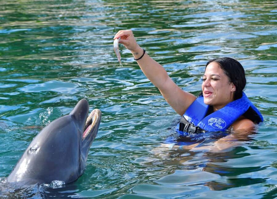 Puerto Plata Ocean World Dolphin Swim - Key Highlights Worth Your Attention