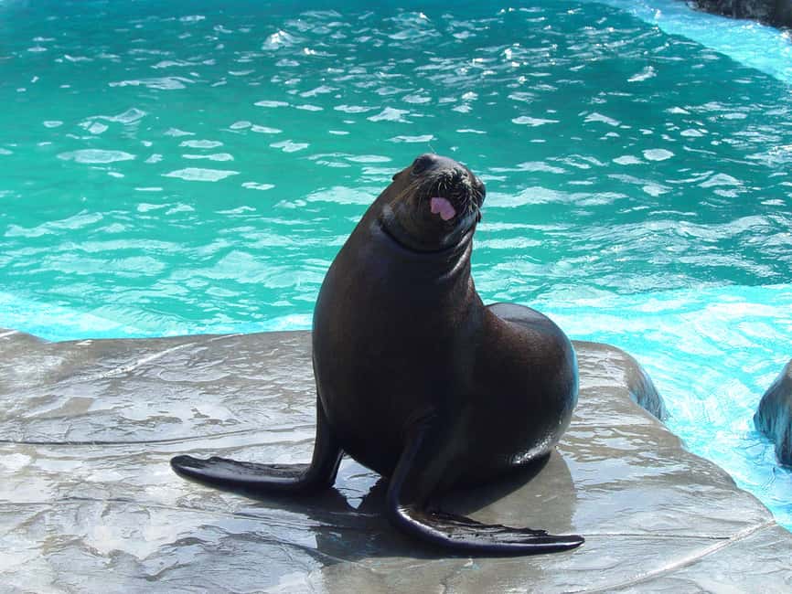 Puerto Plata Ocean World Tickets - Key Points You’ll Care About