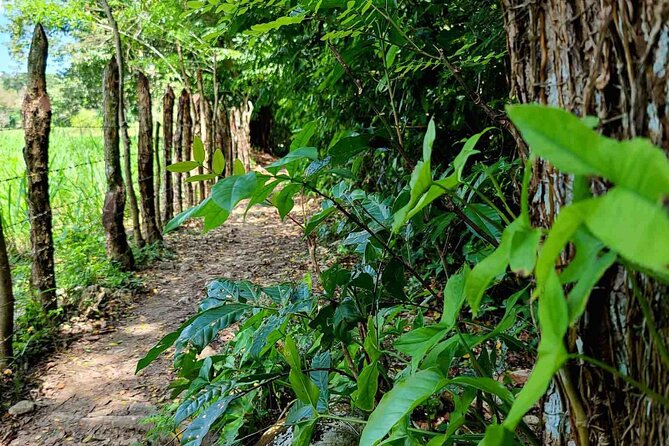 Puerto Plata Rejoya River Excursion Amber Cove Taino Bay Hotels - Waterfall Time on the Rejoya River: Swimming, Photos, and Staying Safe