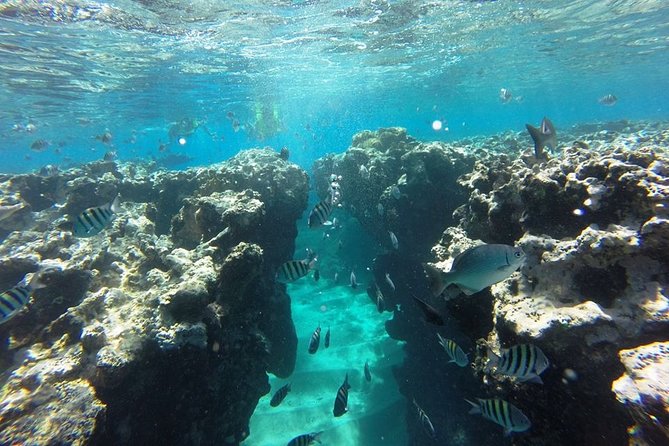 Puerto Plata Shore Excursion, Snorkeling tour & Sosua Beach Day - Stop 2: Sosua Bay Snorkeling with Two Reef Visits