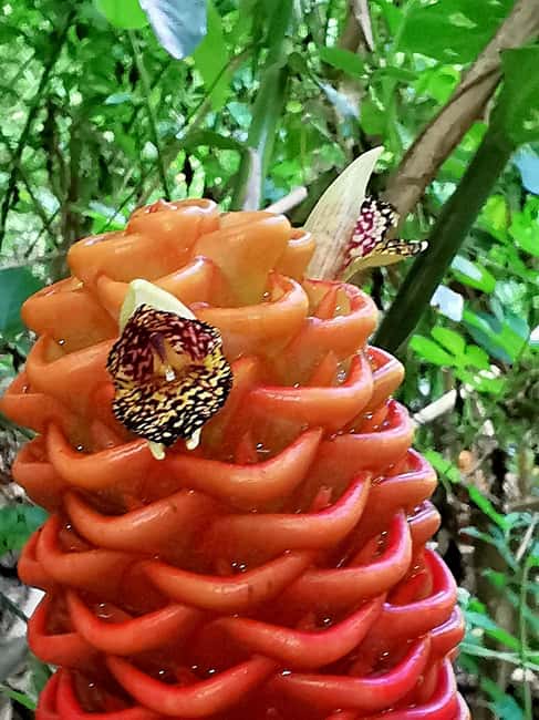 Puerto Plata: Taino Valley and Dominican Flavor Experience - Price and logistics: is $89 fair for this day?