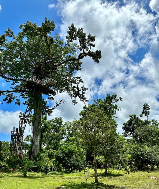Punta Cana: 3-in-1 Adventure Haitises Park Waterfall Montaña - Food, drinks, and the lunch you will remember