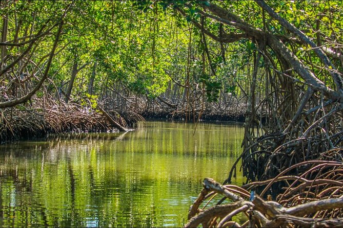 Punta Cana 3in1 Adventure: Los Haitises Park, Waterfall & Montaña - Salto de Yanigua: Waterfall Swimming, Cocoa Coffee Tasting, and Clay Spa Masks