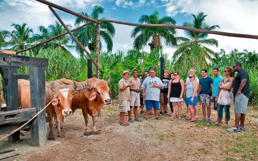 Punta Cana: Bavaro Runners Safari Tour - The Sugarcane Plantation: Oxen Power and How It Becomes Rum