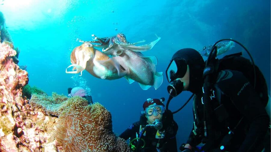 Punta Cana: Dive the Coral Paradise of Catalina Island - El Muro (the Wall): what the deeper stop is really like