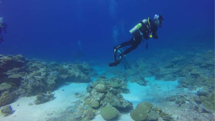 Punta Cana: Dive the Coral Paradise of Catalina Island - El Acuario (the Aquarium): shallow snorkel and coral watching