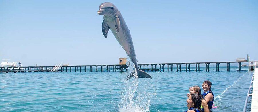 Punta Cana Dolphin Adventure: 40-Minute Interaction - Who This Dolphin Adventure Fits Best