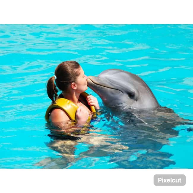 Punta Cana: Dolphin Explorer Park Entry, Swim, or Encounter - Price and Photos: How to Avoid Getting Blindsided on Costs