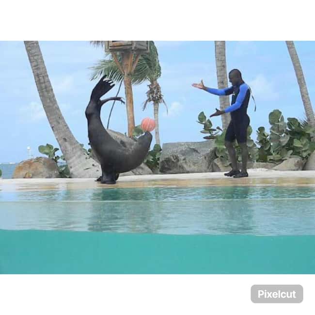 Punta Cana: Dolphin Explorer Park Entry, Swim, or Encounter - On-the-Ground Tips: How to Make the Day Smoother