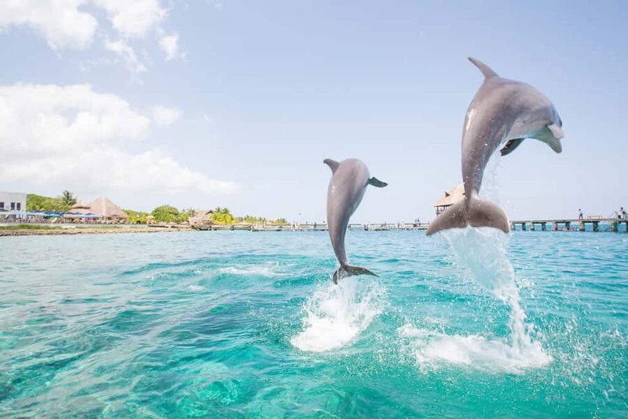 Punta Cana: Dolphin Explorer Swims and Interactions - A Balanced Take: Fun Encounters Plus Conservation Messaging