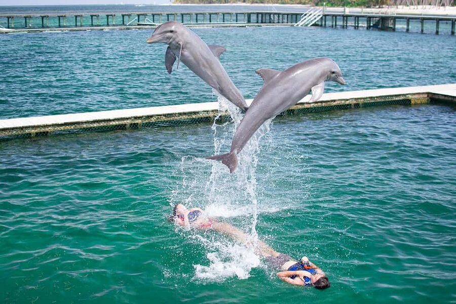 Punta Cana: Dolphin Explorer Swims and Interactions - The Punta Cana Dolphin Explorer Experience: What It’s Like, Step by Step
