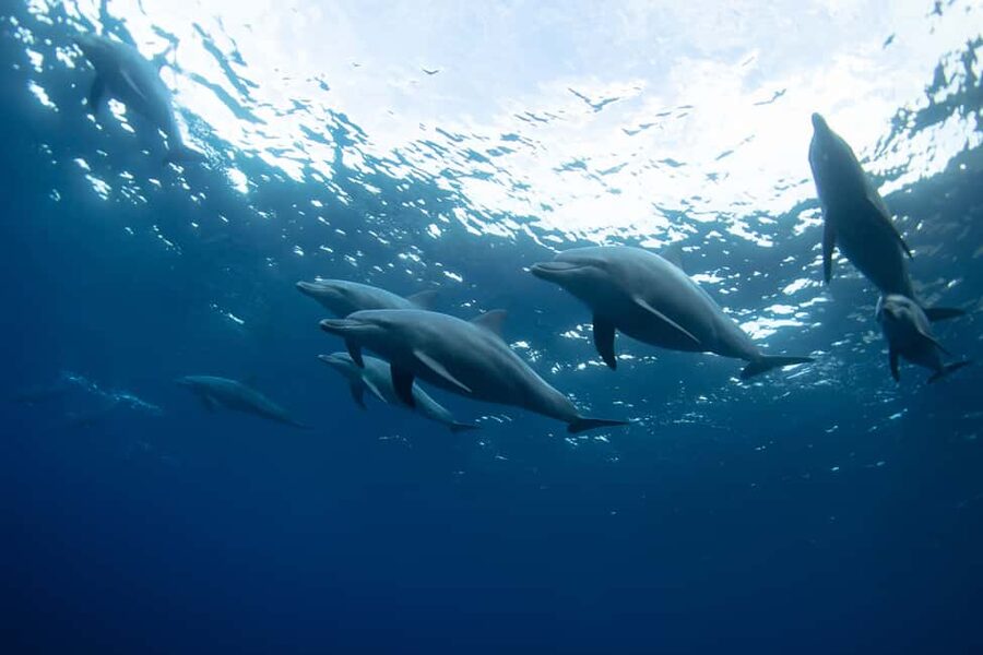 Punta Cana: Dolphin Explorer Swims and Interactions - Practical Gear: What to Bring (and What Makes It Easier)