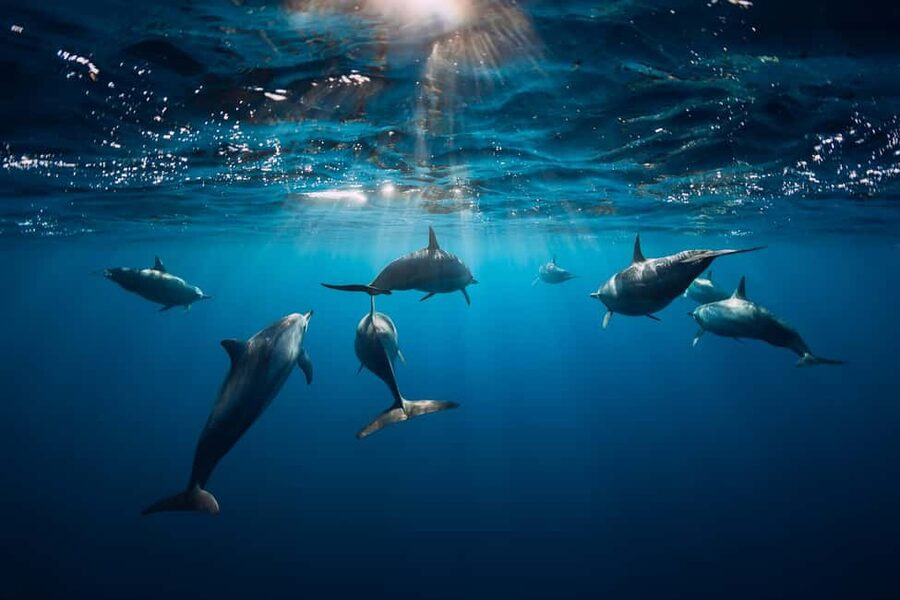 Punta Cana: Dolphin Explorer Swims and Interactions - Who This Dolphin Swim Works For (and Who Should Skip It)