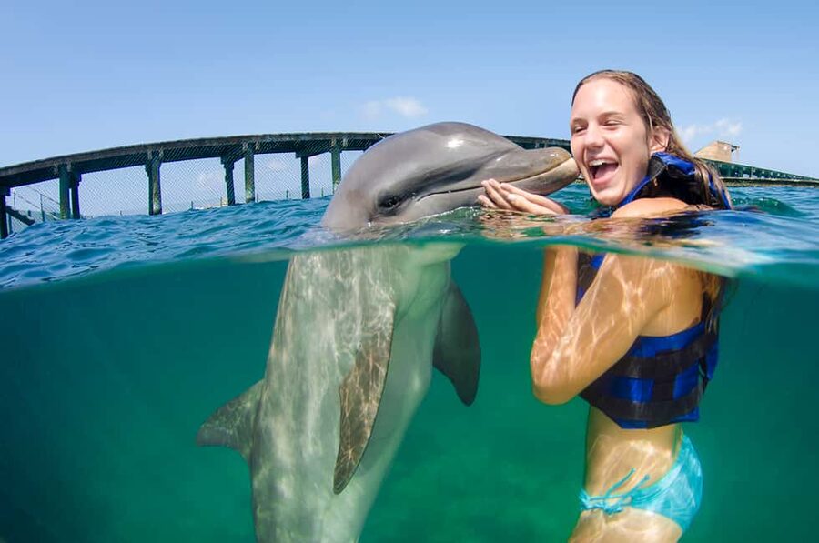 Punta Cana: Dolphin Explorer Swims and Interactions - Picking the Right Option: Explorer vs Excellence vs Funtastic