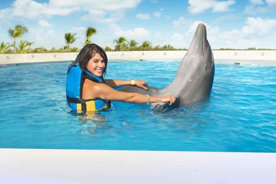 Punta Cana: Dolphin Interaction Experience & Hotel Transfers - The learning part that’s actually useful: marine mammal specialists