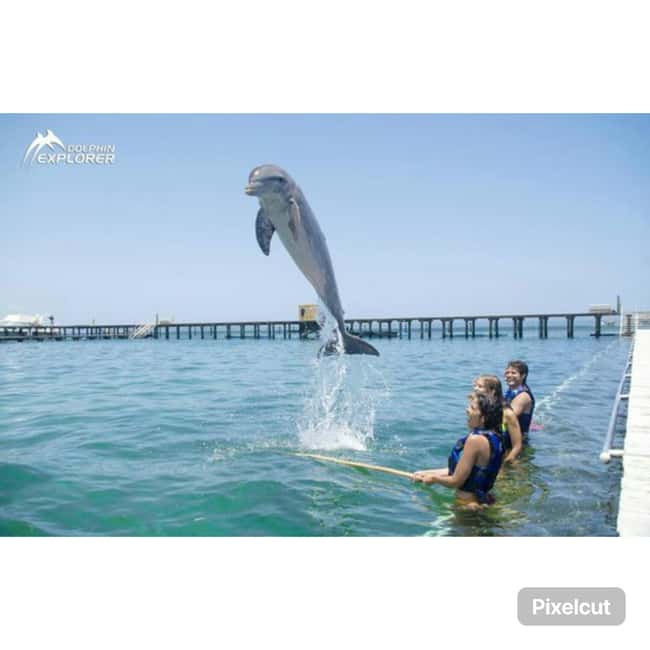 Punta Cana: Dolphin Park Entry and Swim with Dolphins - Practical notes: alcohol rules, comfort, and who should skip
