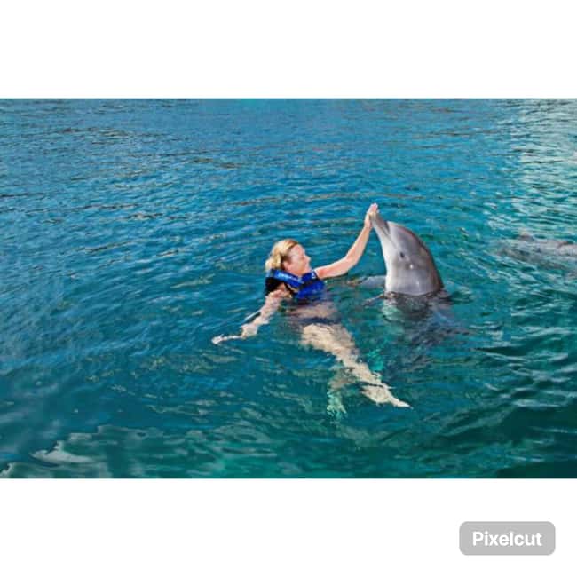 Punta Cana: Dolphin Park Entry and Swim with Dolphins - Hotel pickup in Punta Cana and how not to miss the van