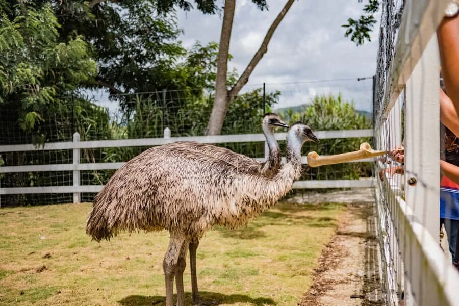 Punta Cana: Eco Park Safari Adventure - Key highlights at a glance
