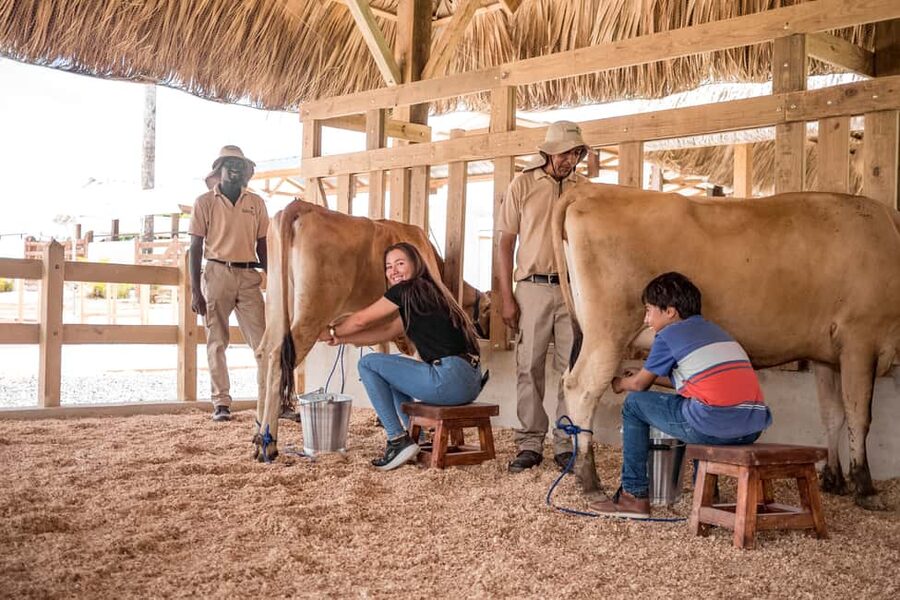 Punta Cana: Eco Park Safari Adventure - Cattle station milking demo and the farm-energy finish