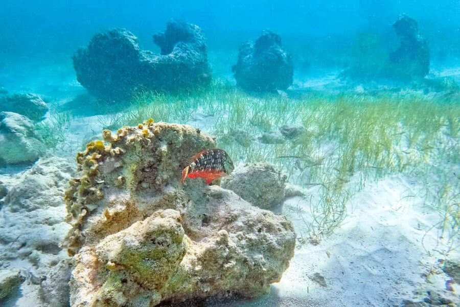 Punta Cana: Full Day Boat Trip to Catalina Island with Lunch - The 12 hours: how this day trip fits together