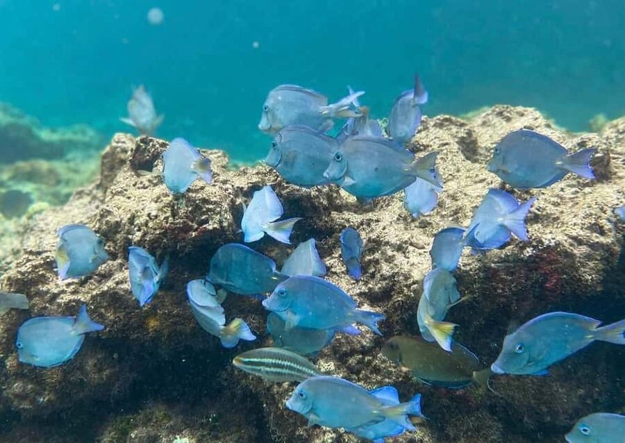 Punta Cana: Full-day Snorkelling Tour in Catalina Island - First stop snorkel: coral reef snorkeling and what you’re actually looking for