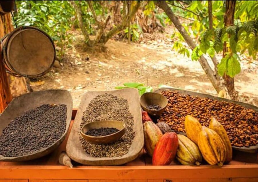 Punta Cana: Half-Day Buggy Tour with PickUp & Macao Beach - Private trail and countryside paths: where the Dominican landscape shows up