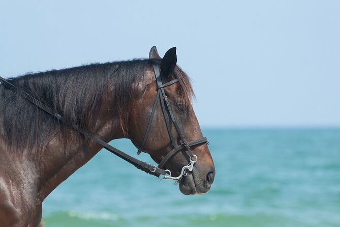 Punta Cana Horseback Riding Adventure - Should You Book the Punta Cana Horseback Riding Adventure?
