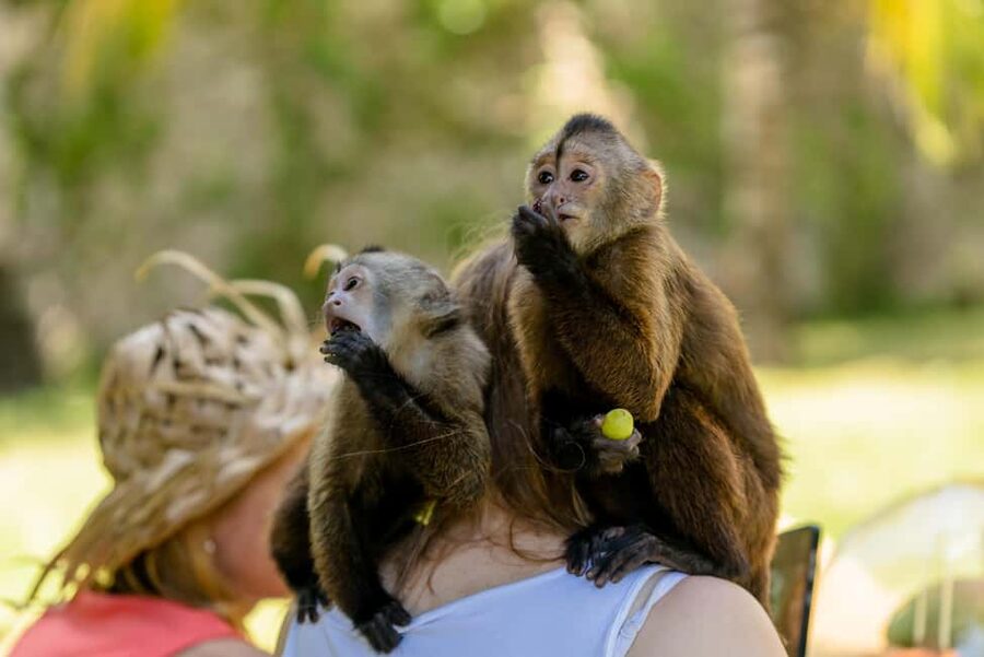Punta Cana: Interactive Experience at Monkey House - The monkey interaction: what you’ll see with four species