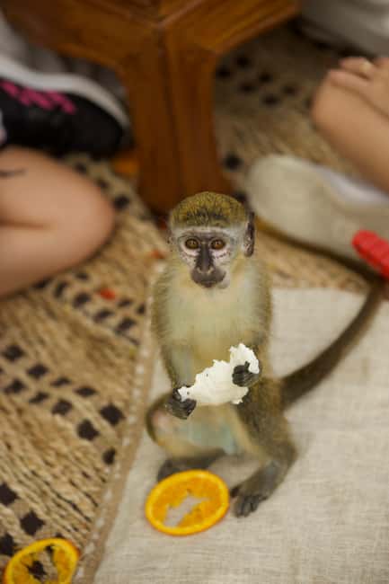 Punta Cana: Interactive Experience at Monkey House - Photo rules and the surprising cost of souvenirs-that-are-not-cheap
