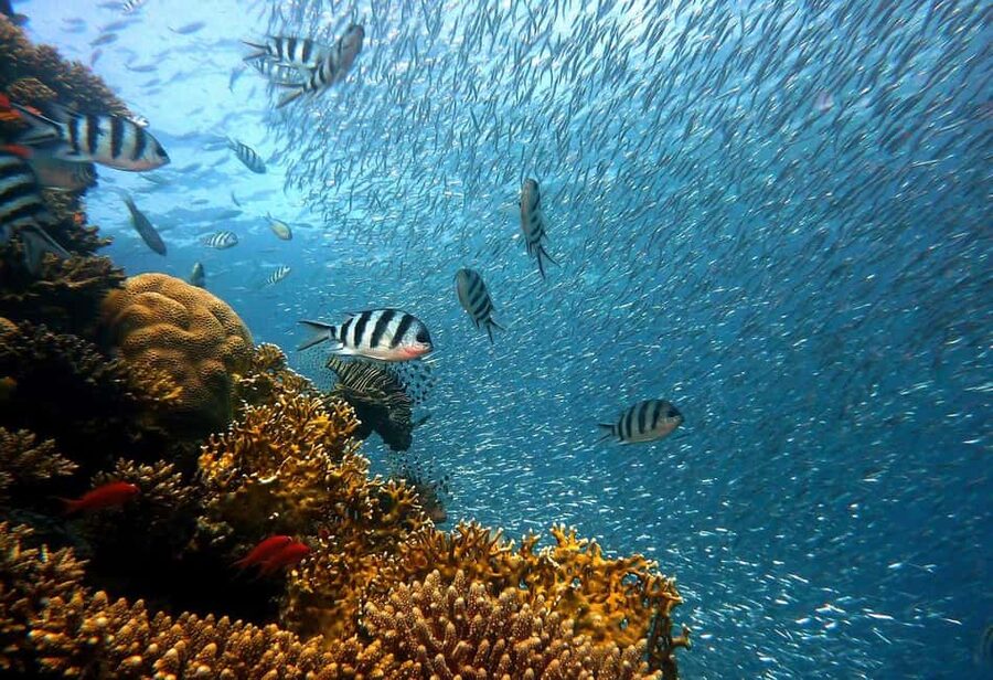 Punta Cana: Island escape to catalina • snorkeling & lunch - Key Things to Know Before You Go